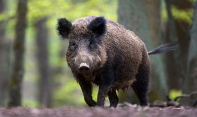 Počeo je lov na divlje svinje, gdje vi lovite i sa kojom puškom?