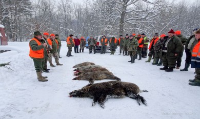 Zimski lov na divlje svinje za pravi užitak lovaca